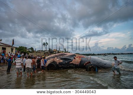 29 may 2019 MuiNe, Vietnam. Beached blue whale (scientific name: Balaenoptera musculus) was found deaded and pulled out by a crowd of people and escalator. Then buried by locals according to tradition