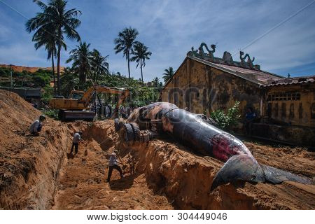 29 may 2019 MuiNe, Vietnam. Beached blue whale (scientific name: Balaenoptera musculus) was found deaded and pulled out by a crowd of people and escalator. Then buried by locals according to tradition