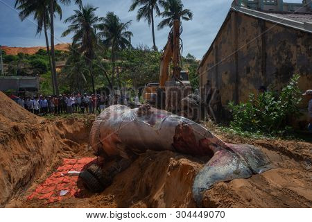 29 may 2019 MuiNe, Vietnam. Beached blue whale (scientific name: Balaenoptera musculus) was found deaded and pulled out by a crowd of people and escalator. Then buried by locals according to tradition