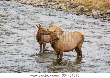 Two elks stands in the water in the boiling river in Yellowstone National Park