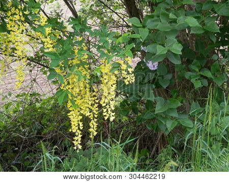 Late May Hedgerow In Southern Denmark