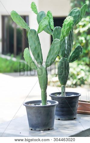 Cactus In The Flower Pot, Opuntia Cactus
