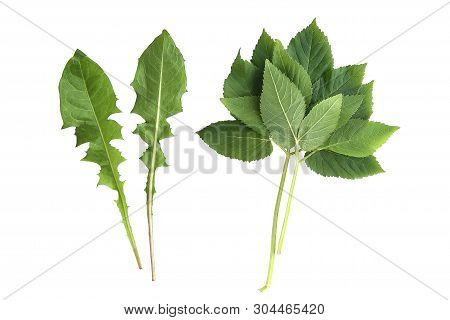 Green Leaves Of Edible Plants, Ground Elder And Dandelion Isolated On White Background. Fresh Leaves