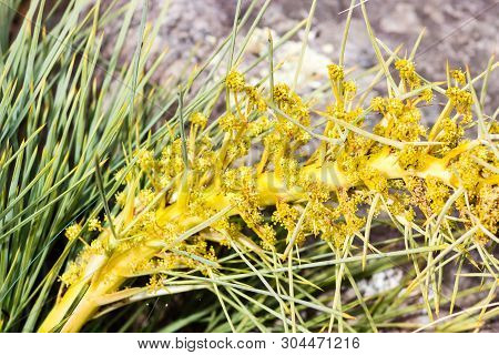 Aciphylla Ferox - Fierce Speargrass, Taramea, Fierce Spaniard