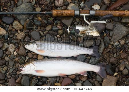 回転とキャッチ マス小石に横たわっています。