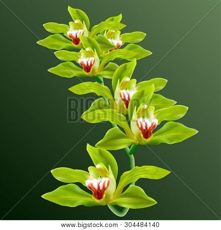 Green Orchid Flowers In Branch Vector Isolated On Background. 3d Ralistic Illustration For Poster, C