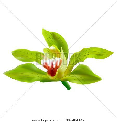 Green Orchid Flower Vector On White Background. 3d Ralistic Illustration.