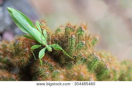 Leaf Insect On The Cactus And The Natural Background.