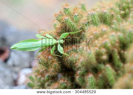 Leaf Insect On The Cactus And The Natural Background.