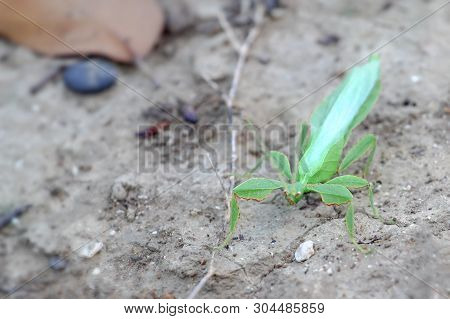 Green Leaf Insect On The Leaves And The Natural Background.