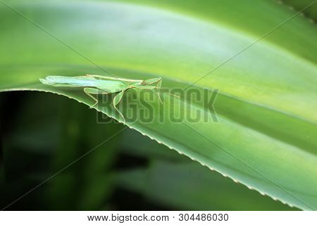 Green Leaf Insect On The Leaves And The Natural Background.