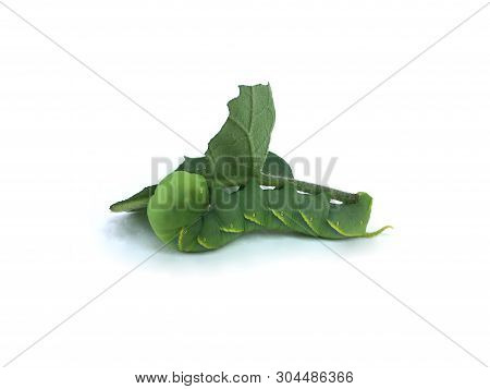 Green Worm Eat Tree Leaf Isolated On White Background.