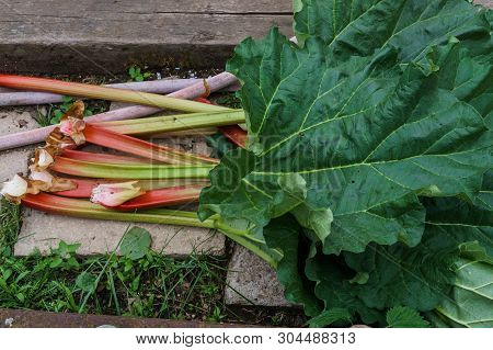 Leaves Of Rhubarb Growing In The Garden. First Vitamins.