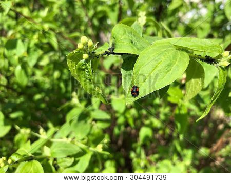 Black Beetle With Red Spots On A Green Leaf