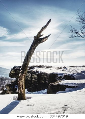 Bent Alone Tree In Sowy Winter Landcape. Alone Tree In The Snow In Winter. Beautiful White Winter