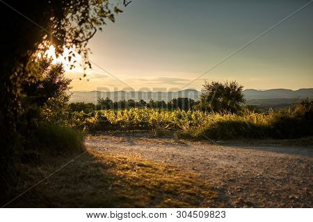 Vineyard At Sunset. A Plantation Of Grapevines. Hilly Mediterranean Landscape, South France, Europe