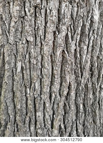 Exture Of Bark In Old Ashtree - Fraxinus Americana