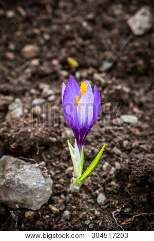 Close Up Rhoto Of Purple Cocus Flower.