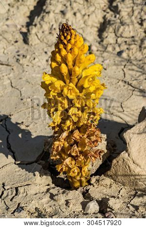 Yellow Flower In The Badlands Of Abanilla Near Murcia In Spain