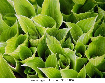 Green Leaves