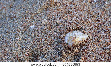 Shells Stuck On A Pile Of Sand. See A Lot Of Sights To The Sea.