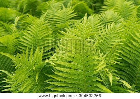 Beautiful Ferns Leaves Green Foliage Nature. Floral Fern Background. Ferns Leaves Green Foliage. Tro