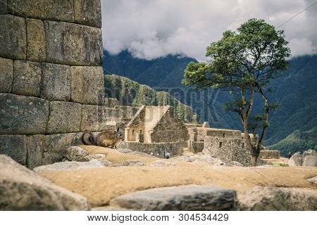 A Vizcacha In The Inca Ruins Of Machu Picchu In Peru