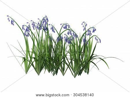3D Rendering Bluebell Flowers On White
