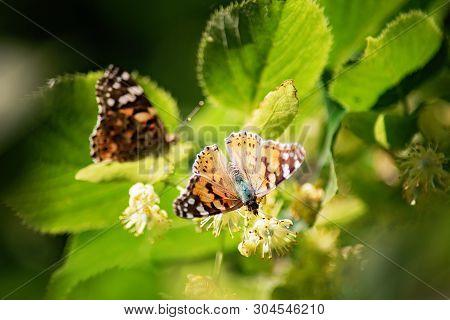 Butterfly On Linden Blossom. Butterfly Invasion. A Closeup Of Single Invasive Species Plant Nymphali