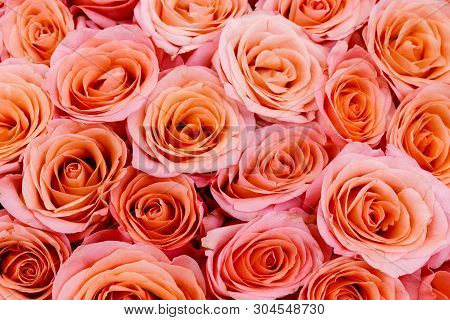 Pink Roses. Fflower As Background Or Pattern. Macro.