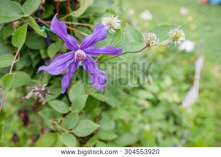 Flowers Of Blossoming Violet Clematis With Droplets Of Rain. Big Bush Of Clematis Growing In Garden.