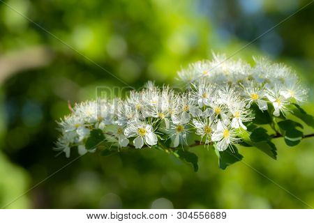 Blooming Bush Of Spirea. Spring Time. Spirea Blossom