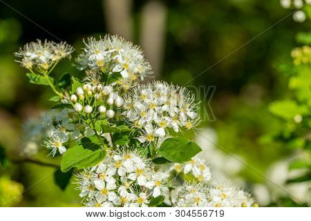 Blooming Bush Of Spirea. Spring Time. Spirea Blossom