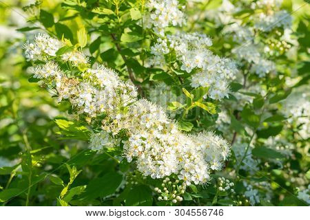Blooming Bush Of Spirea. Spring Time. Spirea Blossom