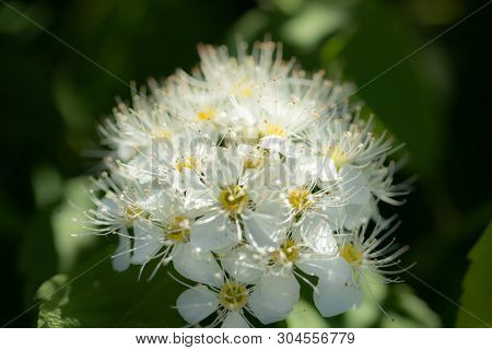 Blooming Bush Of Spirea. Spring Time. Spirea Blossom