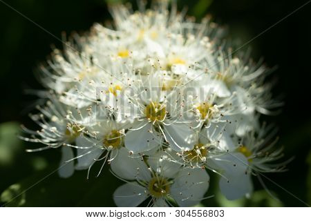 Blooming Bush Of Spirea. Spring Time. Spirea Blossom