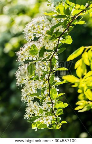 Blooming Bush Of Spirea. Spring Time. Spirea Blossom