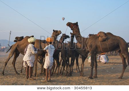 Pushkar, Inde - novembre 2011