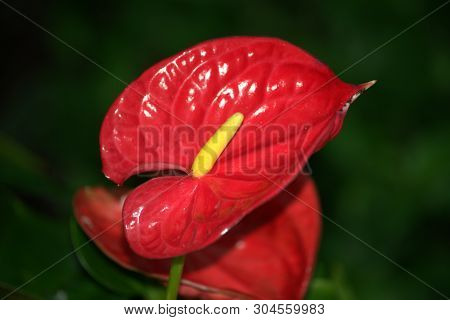 Image Of A Red Flowering Spathe Of Anthurium