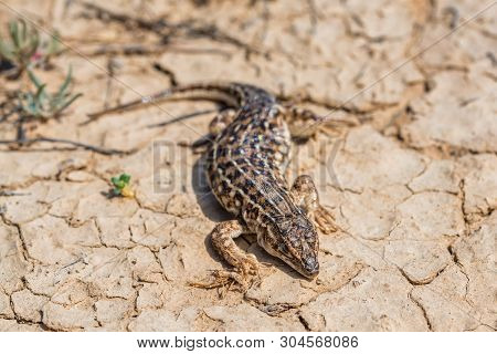 Steppe Runner Lizard Or Eremias Arguta On Dry Ground Close