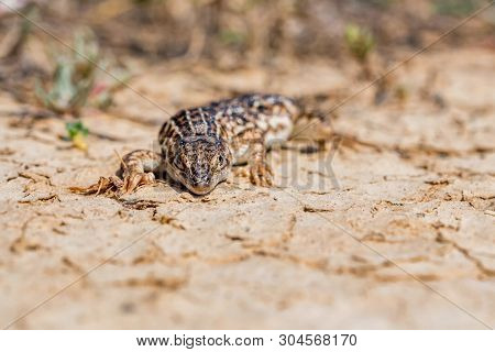 Steppe Runner Lizard Or Eremias Arguta On Dry Ground Close