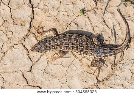 Top View Steppe Runner Lizard Or Eremias Arguta On Dry Ground
