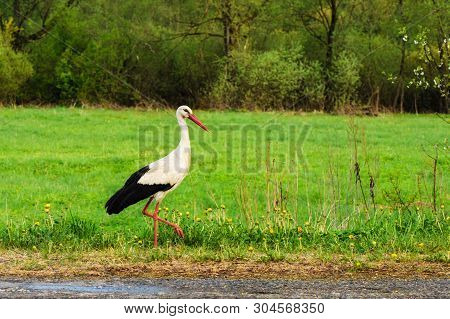 White Stork Ciconia Ciconia Walking In The Woods