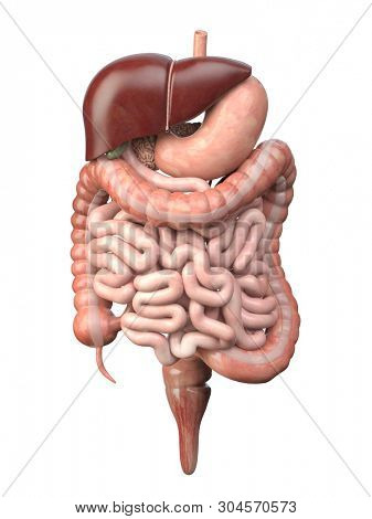Human digestive system isolated on white background. Anatomy,  internal organs. 3d illustration