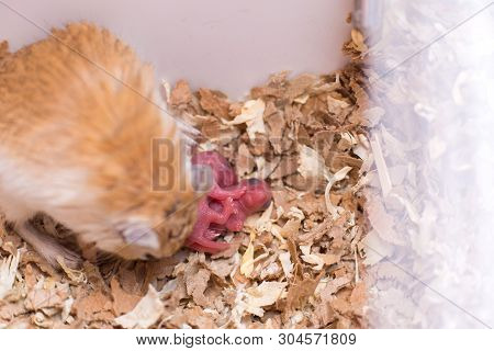 The Mongolian Gerbil Looks After The Newborn Cubs
