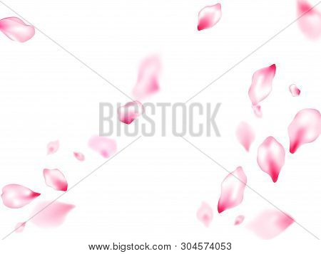 Spring Blossom Isolated Petals Flying Windy Blowing Background. Japanese Cherry Flower Parts Falling