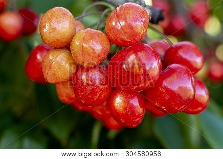 Big Red Cherries With Leaves And Stalks. Good Harvest Of Juicy Ripe Cherries. Cluster Of Ripe Cherri
