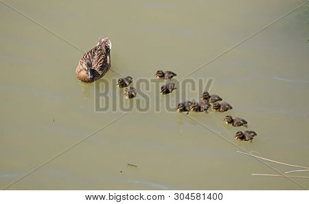 Mother And Children Ducks In The Mouth Of The River Foix In The Province Of Barcelona