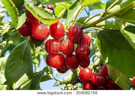 Big Red Cherries With Leaves And Stalks. Good Harvest Of Juicy Ripe Cherries. Cluster Of Ripe Cherri