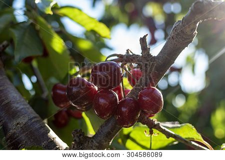 Big Red Cherries With Leaves And Stalks. Good Harvest Of Juicy Ripe Cherries. Cluster Of Ripe Cherri